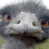 /img/emu.jpg